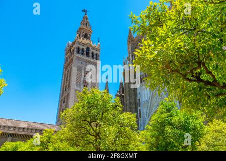 Der Glockenturm der Giralda ist vom Patio de los naranjos an der Kathedrale von Sevilla, Spanien, aus gesehen Stockfoto