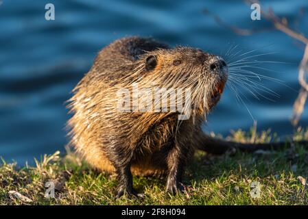 Eine Nutria steht im Gras am Ufer von Ein Fluss Stockfoto