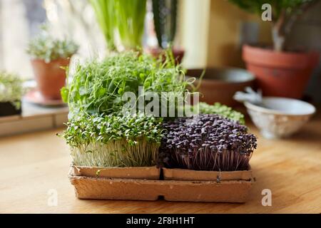 Microgreens wächst im Tablett auf Holzoberfläche zu Hause Stockfoto