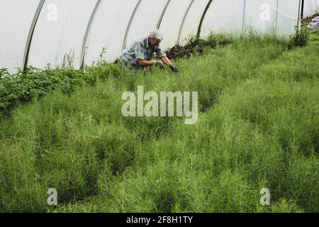 Frau kniet in einem Polytunnel und erntet frische Kräuter. Stockfoto