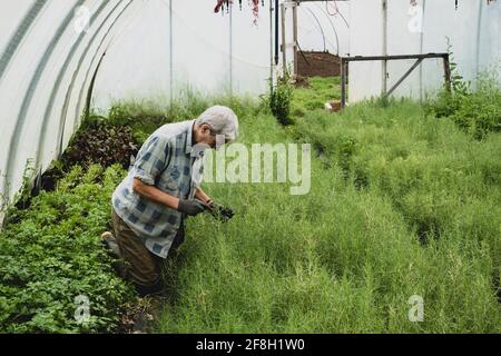 Frau kniet in einem Polytunnel und erntet frische Kräuter. Stockfoto