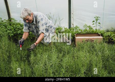 Frau kniet in einem Polytunnel und erntet frische Kräuter. Stockfoto