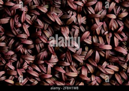 Nahaufnahme von dicht gepackten Amaranth Aztec mikrogrünen Setzlingen geschossen Von oben Stockfoto