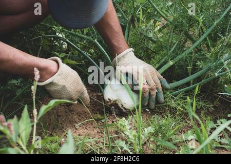 Nahaufnahme des Landwirts bei der Fenchelernte in einem hohen Winkel. Stockfoto