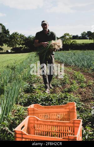 Bauer, der auf einem Feld läuft und frisch gepflückte Frühlingszwiebeln trägt. Stockfoto