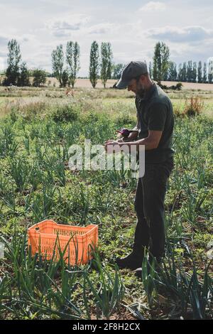 Landwirt, der auf einem Feld steht und frisch gepflückte rote Zwiebeln hält. Stockfoto