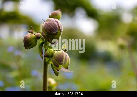 Columbine Knospen (Aquilegia vulgaris) vor grünem Bokeh Hintergrund im Frühjahr, Nahaufnahme und selektiver Fokus. Stockfoto