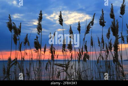 Blick auf den Sonnenuntergang Himmel durch Stock am Seeufer Stockfoto