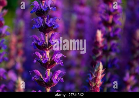 Lila blühender Salbei (Salvia nemorosa) auf dem Feld, Nahaufnahme und selektiver Fokus Stockfoto