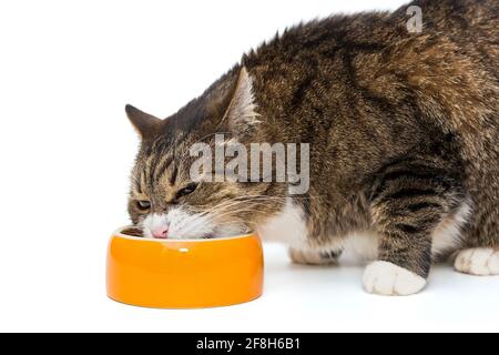 Die große graue Katze frisst aus einer orangefarbenen Schale, isoliert auf Weiß Stockfoto