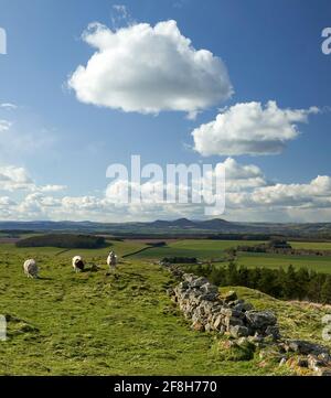 Cheviot Schafe auf einem Hügel in den schottischen Grenzen an einem sonnigen Frühlingstag. Stockfoto