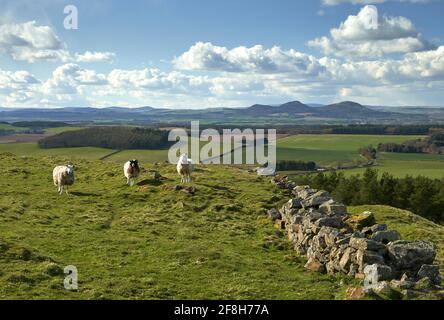 Cheviot Schafe auf einem Hügel in den schottischen Grenzen an einem sonnigen Frühlingstag. Stockfoto