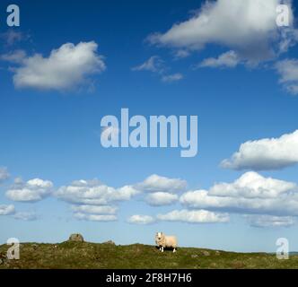 Cheviot Schafe auf einem Hügel in den schottischen Grenzen an einem sonnigen Frühlingstag. Stockfoto