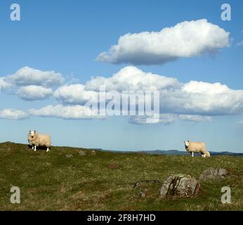 Cheviot Schafe auf einem Hügel in den schottischen Grenzen an einem sonnigen Frühlingstag. Stockfoto