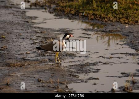 Ein rotwatteliger Kiebitz (Vanellus indicus), der in den Sümpfen des Ras Al Khor Wildschutzgebiets in Dubai, Vereinigte Arabische Emirate, herumläuft. Stockfoto