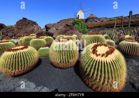 Echinocactus Grusonii, Gofio-Mühle, Kaktus Garten Jardín de Cactus in Guatiza, Lanzarote, Kanarische Inseln, Kanaren, Spanien Stockfoto