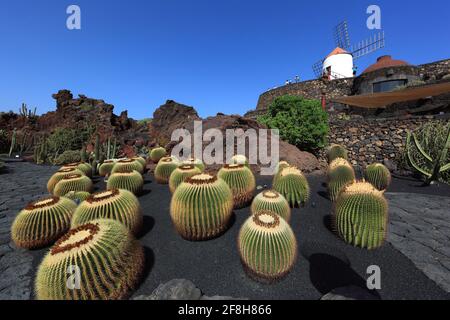 Echinocactus Grusonii, Gofio-Mühle, Kaktus Garten Jardín de Cactus in Guatiza, Lanzarote, Kanarische Inseln, Kanaren, Spanien Stockfoto