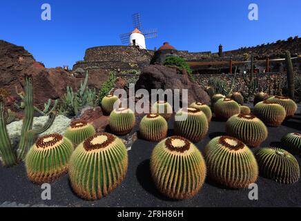 Echinocactus Grusonii, Gofio-Mühle, Kaktus Garten Jardín de Cactus in Guatiza, Lanzarote, Kanarische Inseln, Kanaren, Spanien Stockfoto