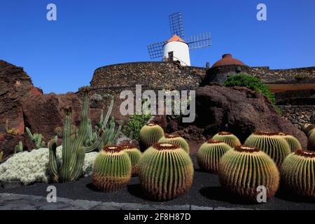 Echinocactus Grusonii, Gofio-Mühle, Kaktus Garten Jardín de Cactus in Guatiza, Lanzarote, Kanarische Inseln, Kanaren, Spanien Stockfoto