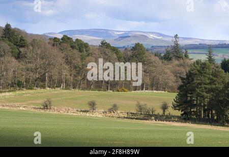 Frühlingsansicht von Schottland nach England. In der Nähe von Harestanes mit Blick auf die Cheviot Hills. Stockfoto