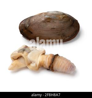 Einzelne gekochte weiche Muschel Muschel und Muschel Nahaufnahme isoliert Auf weißem Hintergrund Stockfoto