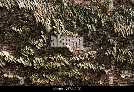Pilze und Moos wachsen auf altem Baumstumpf im Wald. Holz strukturierte Wand für Hintergrund oder Design. Log aus der Nähe, gesägte Baum Seitenansicht der scharfen Teile der Felle Stockfoto