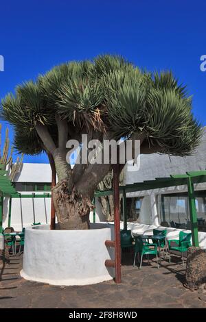 Alten Drachenbaum am Mirador de Haria im Norden von Lanzarote, Kanarische Inseln, Kanaren, Spanien Stockfoto