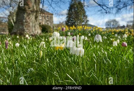 Harmony House Gardens in Melrose mit Narzissen und Schlangenkopf-Fritillary in voller Blüte an einem sonnigen Frühlingstag. Stockfoto