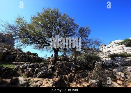 El Torcal, Paraje Natural Torcal de Antequera, El Torcal de Antequera ist ein Naturschutzgebiet in der Sierra del Torcal, Andalusien, Provinz Stockfoto