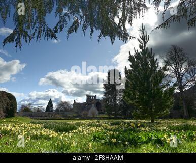 Harmony House Gardens in Melrose mit Narzissen und Schlangenkopf-Fritillary in voller Blüte an einem sonnigen Frühlingstag. Stockfoto