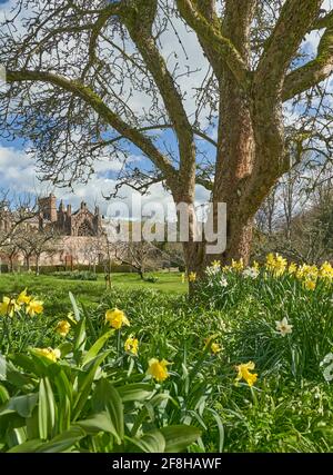 Priorwood Gardens in Melrose im Frühjahr mit Daffodils und Melrose Abbey im Hintergrund. Stockfoto