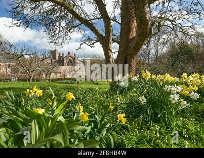 Priorwood Gardens in Melrose im Frühjahr mit Daffodils und Melrose Abbey im Hintergrund. Stockfoto