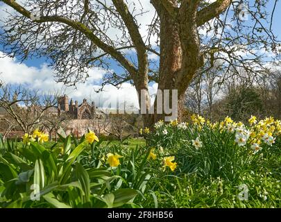 Priorwood Gardens in Melrose im Frühjahr mit Daffodils und Melrose Abbey im Hintergrund. Stockfoto