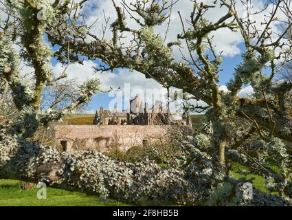 Priorwood Gardens in Melrose im Frühjahr mit Daffodils und Melrose Abbey im Hintergrund. Stockfoto