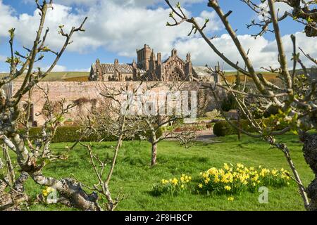 Priorwood Gardens in Melrose im Frühjahr mit Daffodils und Melrose Abbey im Hintergrund. Stockfoto