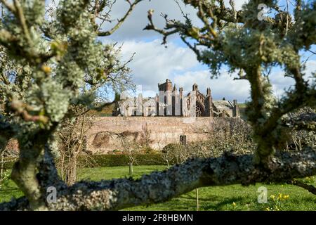 Priorwood Gardens in Melrose im Frühjahr mit Daffodils und Melrose Abbey im Hintergrund. Stockfoto