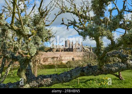 Priorwood Gardens in Melrose im Frühjahr mit Daffodils und Melrose Abbey im Hintergrund. Stockfoto