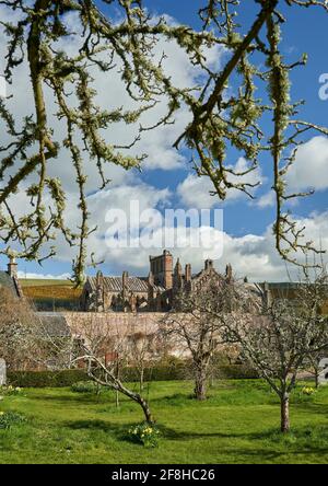 Priorwood Gardens in Melrose im Frühjahr mit Daffodils und Melrose Abbey im Hintergrund. Stockfoto