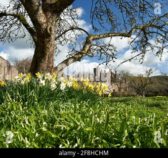 Priorwood Gardens in Melrose im Frühjahr mit Daffodils und Melrose Abbey im Hintergrund. Stockfoto