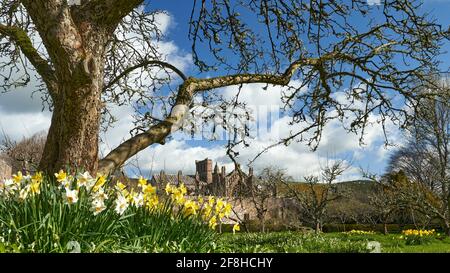 Priorwood Gardens in Melrose im Frühjahr mit Daffodils und Melrose Abbey im Hintergrund. Stockfoto