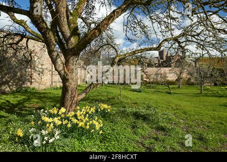 Priorwood Gardens in Melrose im Frühjahr mit Daffodils und Melrose Abbey im Hintergrund. Stockfoto