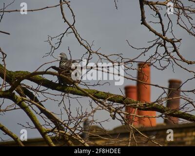 Eine Holztaube thronte auf einem Ast vor einigen Schornsteintöpfen. Der Vogel hat die Augen geschlossen und die Federn flauschig und sonnen sich im warmen Frühlingssonne. Stockfoto