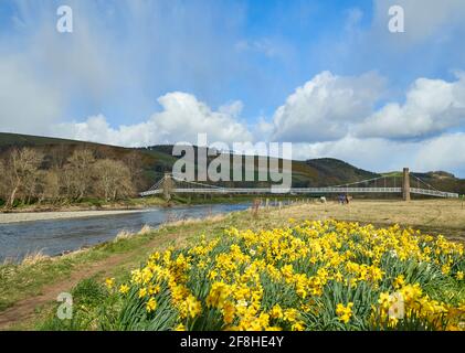 Gattonside Suspension oder Chain Bridge im Frühjahr mit Narzissen im Vordergrund. Stockfoto