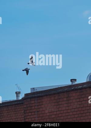 Ein Paar wilde Tauben fliegen über ein Gebäude in einem Londoner Himmel. Sie sind auf dem Boden unbeliebt und werden in einem unerwartet anmutigen Himmel gefangen genommen. Stockfoto