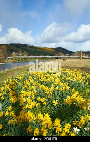 Gattonside Suspension oder Chain Bridge im Frühjahr mit Narzissen im Vordergrund. Stockfoto