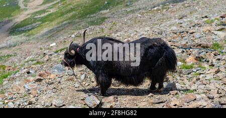 Nahaufnahme von Yak in bergigem Gelände. Bergtier kaut, steht im Sommer auf der Piste Stockfoto