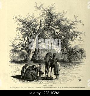 Männer und Kamele ruhen unter einem Akazienbaum in Wady Feiran, Sinai Holzstich aus dem 'malerischen Palästina, Sinai und Ägypten' von Wilson, Charles William, Sir, 1836-1905; Lane-Poole, Stanley, 1854-1931 Band 4. Veröffentlicht 1884 von J. S. Virtue and Co, London Stockfoto