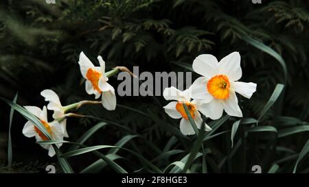 In einem Blumenbeet im Garten wächst helles Weiß mit einem orangefarbenen Kern aus Narzissen. Passen Sie auf die Blumen auf. Pflanzen- und Hausgarten. Saisonaler Frühling Stockfoto