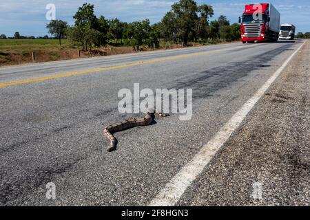 Nahaufnahme von Boa Constrictor Snake, Boidae, tot auf Asphaltstraße mit entkofften Lastwagen im Hintergrund. Wilde Tiere roadkill auf Amazon, Brasilien. Stockfoto