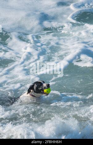 Ein kleiner Hund, der einen Tennisball vom Meer abruft. Stockfoto